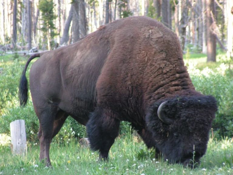 Jackson Wyoming bed and breakfast 07 768x576