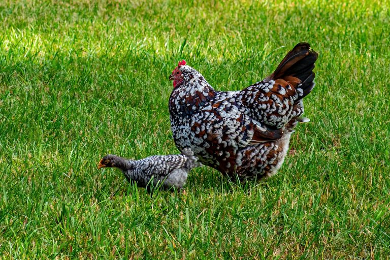 DSC 8704 Standard 768x512