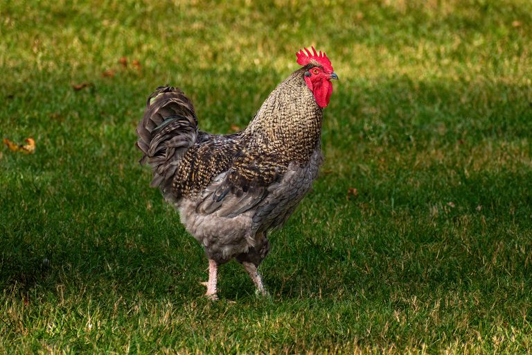 DSC 8736 Standard 768x512