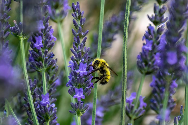 DSC 8945 Standard 768x512