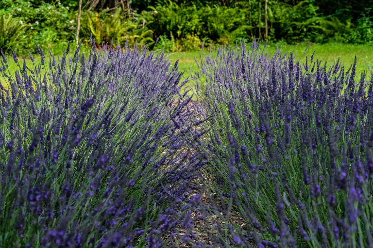 DSC 8973 Standard 768x512