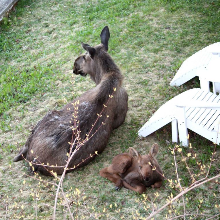 downtown anchorage bed and breakfast 07 768x768