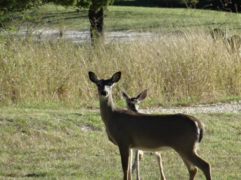 new braunfels bed and breakfast14 768x576