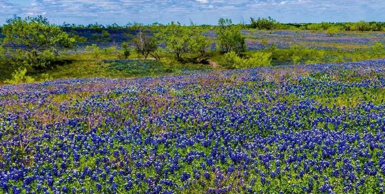 new braunfels bed and breakfast23 768x388