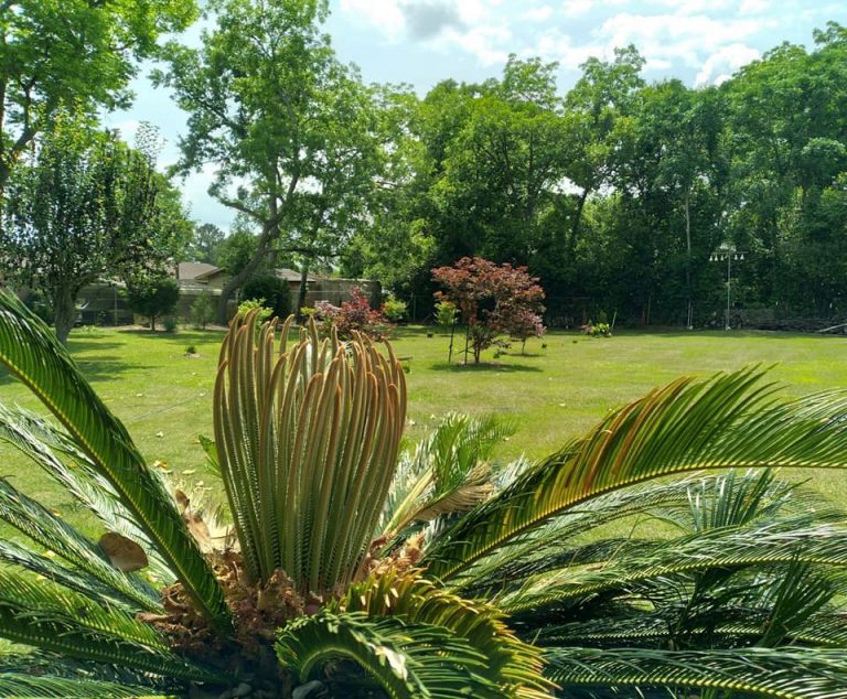 vienna georgia bed and breakfast 11 768x634